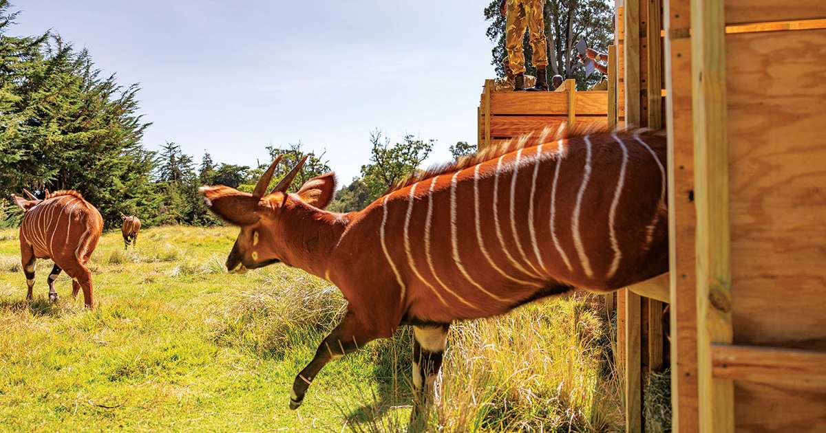Antelopes 1200